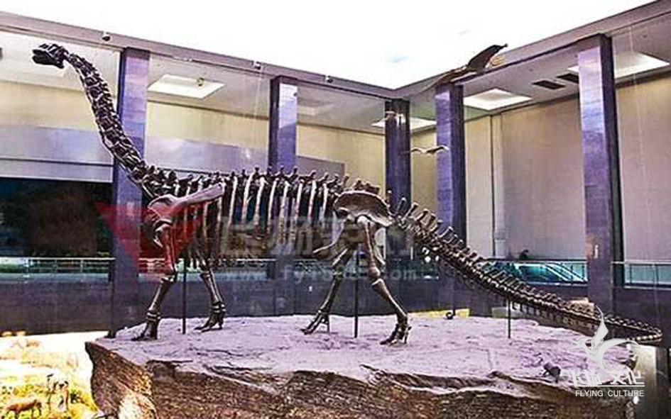 安徽恐龙化石展