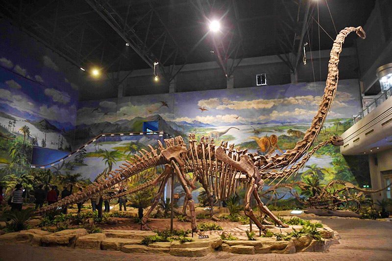 明年6月亚洲第一恐龙在成都自然博物馆展出