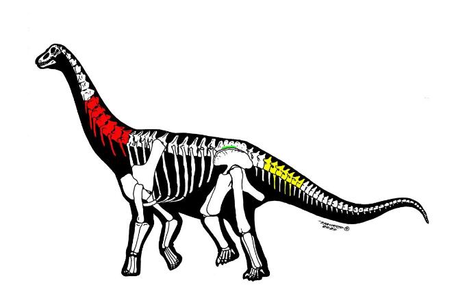 新疆哈密发现新恐龙化石，命名为“中国丝路巨龙”