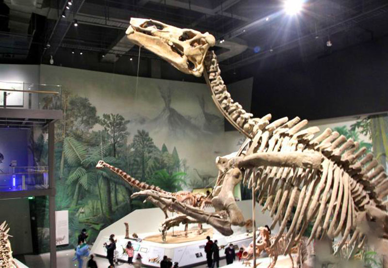 山东白垩纪恐龙展开展 “巨型山东龙”亮相